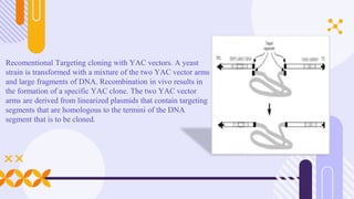 YAC Genomic Libraries
 It is possible to construct YACs with megabase-long inserts using the precise homologous
recombina...