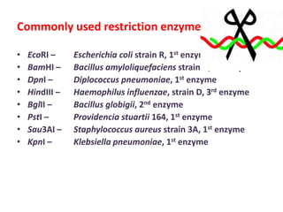 Commonly used restriction enzymes
•
•
•
•
•
•
•
•

EcoRI –
BamHI –
DpnI –
HindIII –
BglII –
PstI –
Sau3AI –
KpnI –

Escherichia coli strain R, 1st enzyme
Bacillus amyloliquefaciens strain H, 1st enzyme
Diplococcus pneumoniae, 1st enzyme
Haemophilus influenzae, strain D, 3rd enzyme
Bacillus globigii, 2nd enzyme
Providencia stuartii 164, 1st enzyme
Staphylococcus aureus strain 3A, 1st enzyme
Klebsiella pneumoniae, 1st enzyme

 