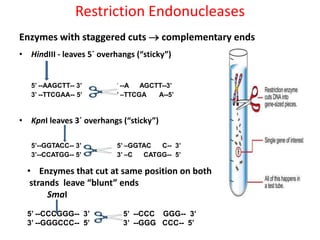 Restriction Endonucleases
Enzymes with staggered cuts  complementary ends
• HindIII - leaves 5´ overhangs (“sticky”)

5’ --AAGCTT-- 3’
3’ --TTCGAA-- 5’

5’ --A
AGCTT--3’
3’ –TTCGA
A--5’

• KpnI leaves 3´ overhangs (“sticky”)
5’--GGTACC-- 3’
3’--CCATGG-- 5’

5’ –GGTAC
C-- 3’
3’ –C
CATGG-- 5’

• Enzymes that cut at same position on both
strands leave “blunt” ends
SmaI
5’ --CCCGGG-- 3’
3’ --GGGCCC-- 5’

5’ --CCC GGG-- 3’
3’ --GGG CCC-- 5’

 