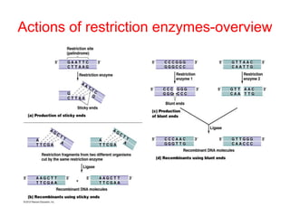 Actions of restriction enzymes-overview

 