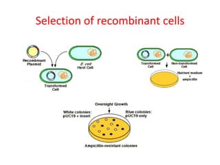Selection of recombinant cells

 