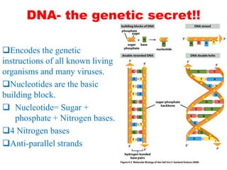 DNA- the genetic secret!!
Encodes the genetic
instructions of all known living
organisms and many viruses.
Nucleotides are the basic
building block.
 Nucleotide= Sugar +
phosphate + Nitrogen bases.
4 Nitrogen bases
Anti-parallel strands

 
