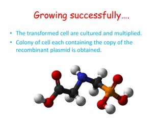 Growing successfully….
• The transformed cell are cultured and multiplied.
• Colony of cell each containing the copy of the
recombinant plasmid is obtained.

 