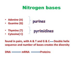 Nitrogen bases
• Adenine (A)
• Guanine (G)
• Thymine (T)
• Cytosine( C)
found in pairs, with A & T and G & C Double helix
sequence and number of bases creates the diversity
DNA

mRNA

Proteins

 