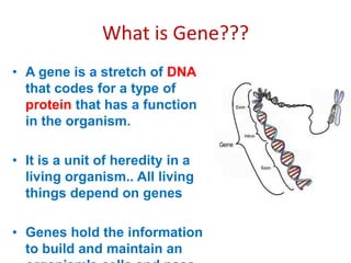 What is Gene???
• A gene is a stretch of DNA
that codes for a type of
protein that has a function
in the organism.
• It is a unit of heredity in a
living organism.. All living
things depend on genes
• Genes hold the information
to build and maintain an

 