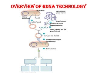 Overview of rDNA technology
Bacterial cell

Bacterial
chromosome

DNA containing
gene of interest

Plasmid
Isolate Plasmid

Gene of interest
Enzymatically cleave
DNA into fragments.
Isolate fragment with the
gene of interest.
Insert gene into plasmid.
Insert plasmid and gene
into bacterium.

Culture bacteria.

 
