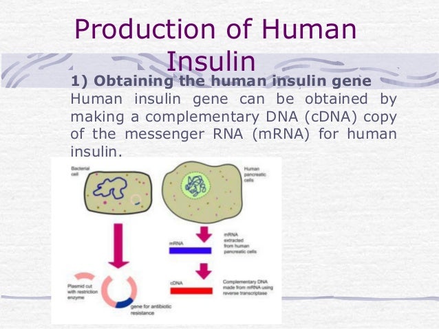 human insulin and recombinant dna technology essay 2018-8-10 pros and cons of recombinant dna technology escherichia coli producing biosynthetic human insulin of recombinant dna technology essay. human insulin and recombinant dna technology essay 2018-8-10 pros and cons of recombinant dna technology escherichia coli producing biosynthetic human insulin of recombinant dna technology essay.