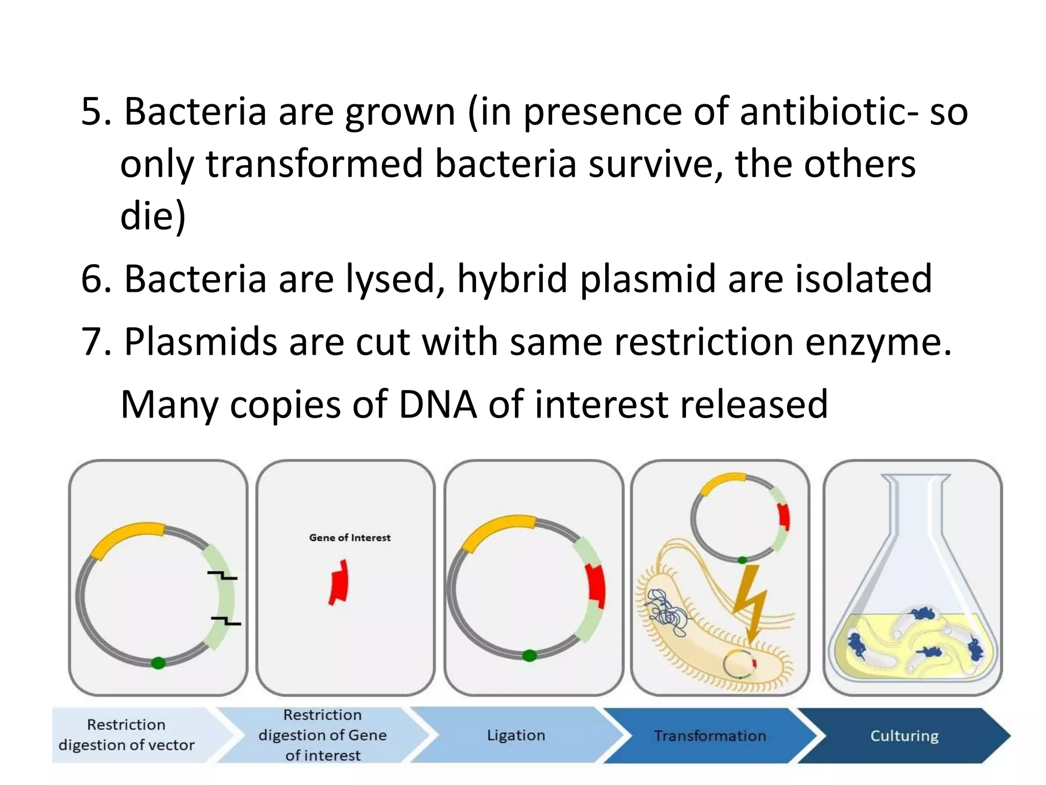 5. Bacteria are grown (in presence of antibiotic- so
only transformed bacteria survive, the others
die)
6. Bacteria are lysed, hybrid plasmid are isolated
7. Plasmids are cut with same restriction enzyme.
Many copies of DNA of interest released
 