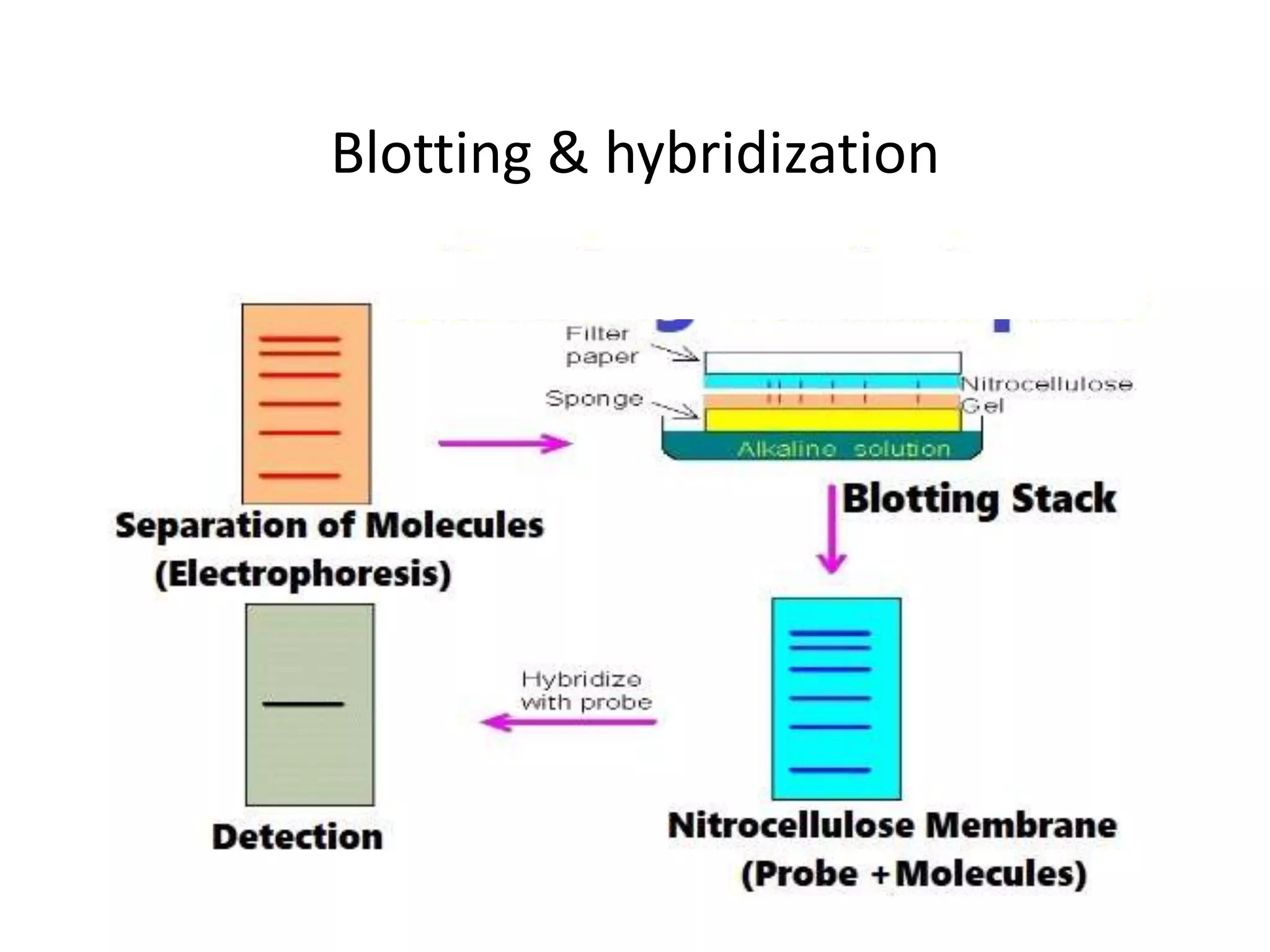 Blotting & hybridization
 
