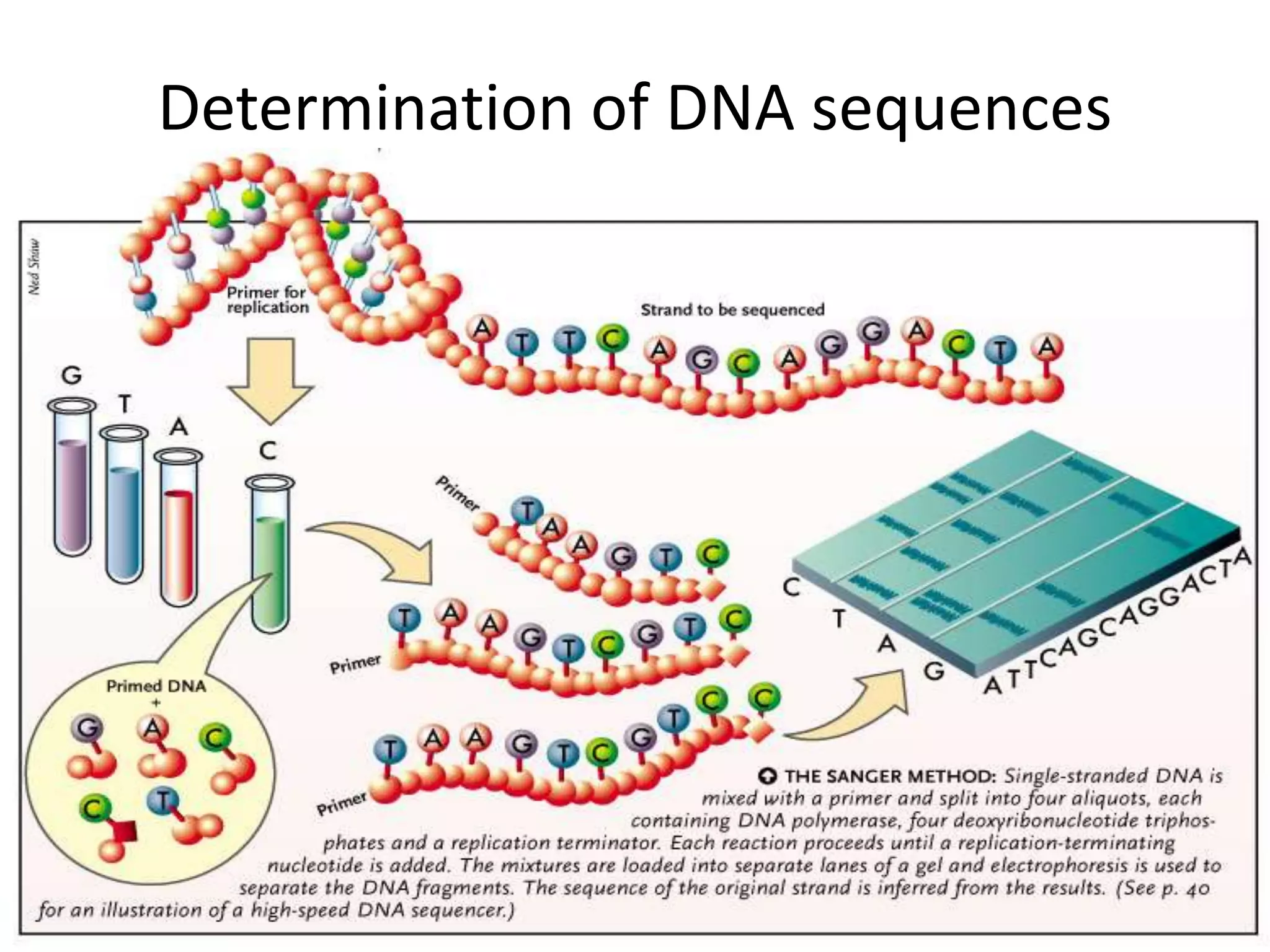 Determination of DNA sequences
 