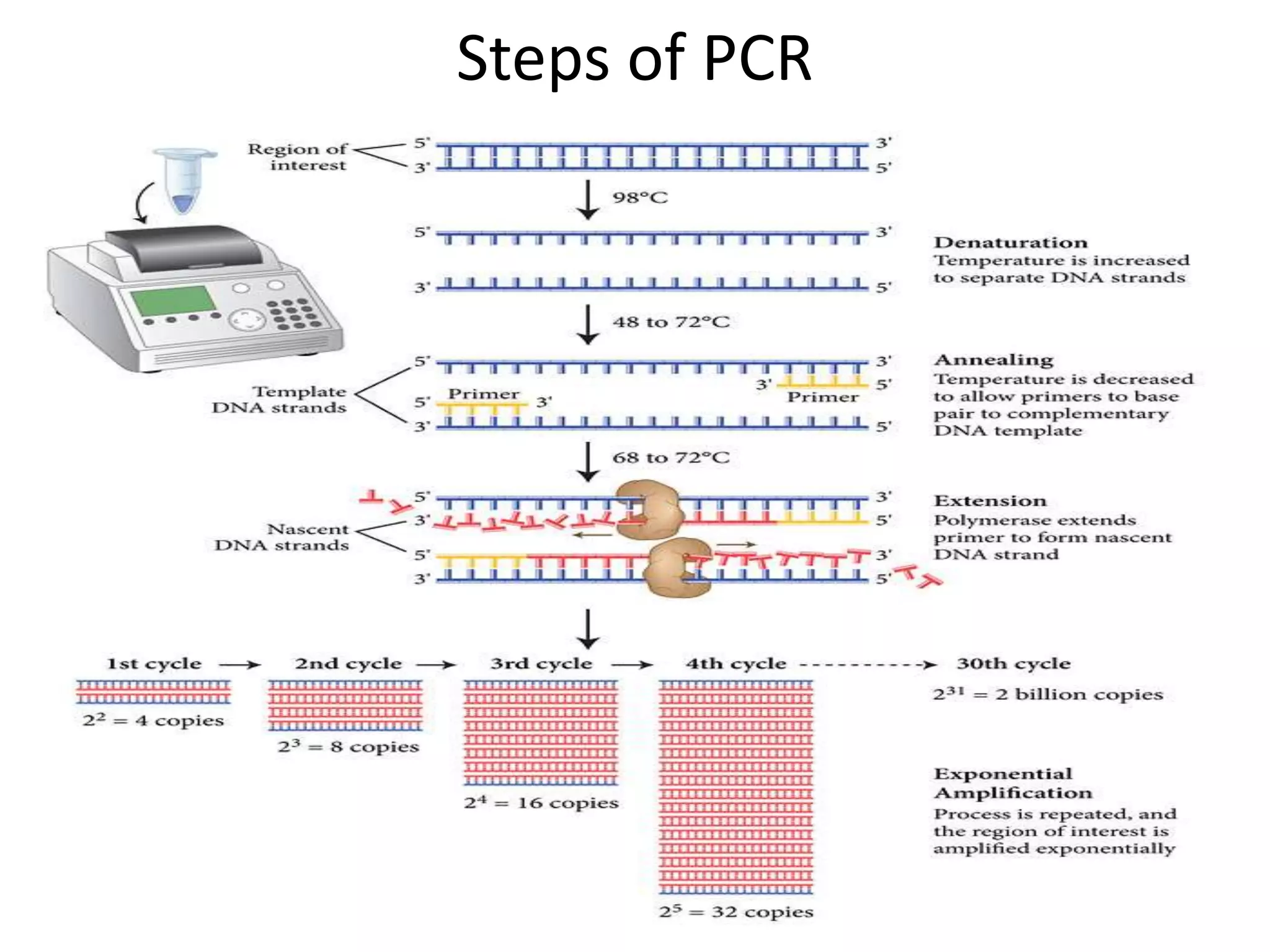 Steps of PCR
 