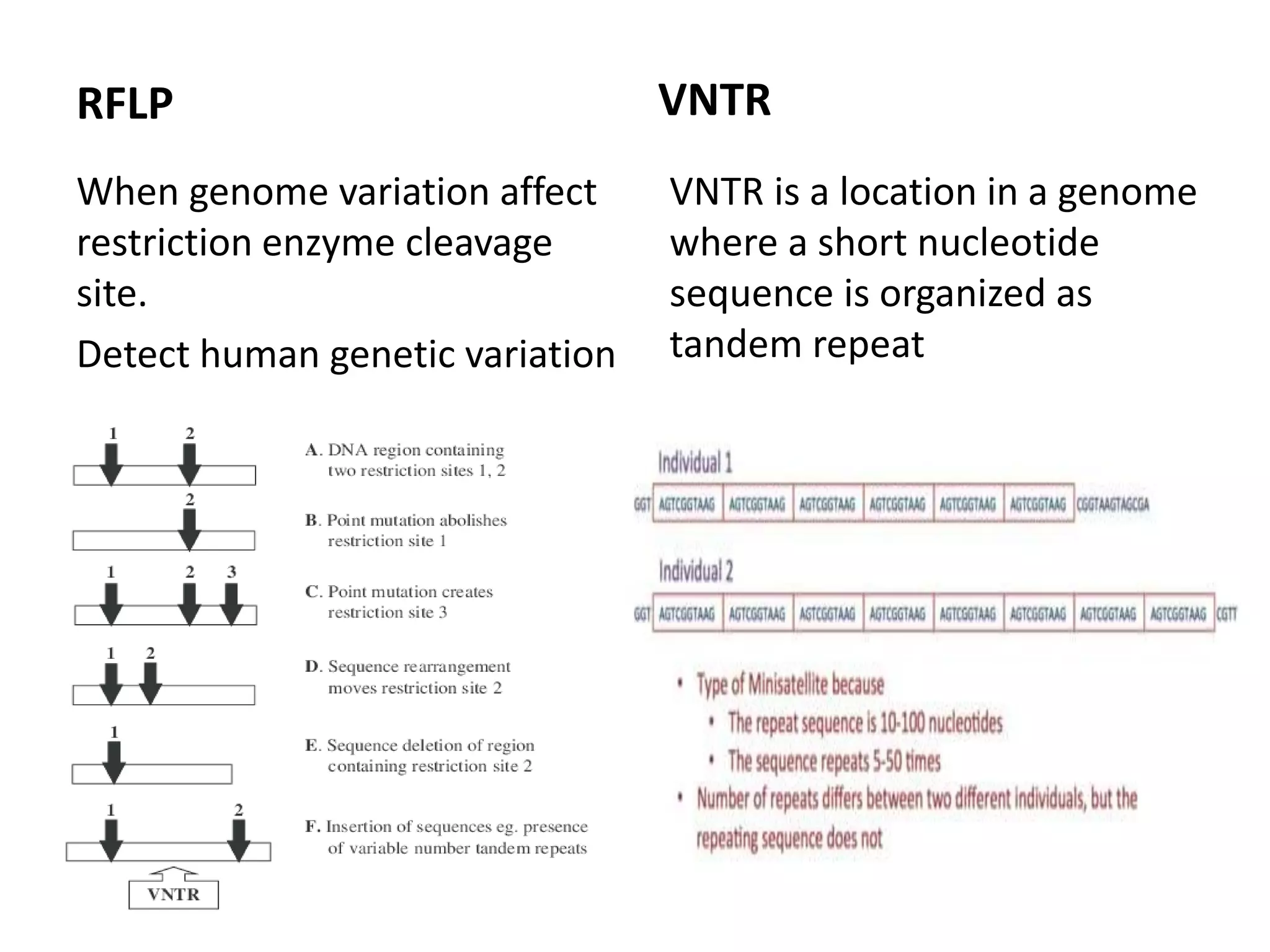 RFLP
When genome variation affect
restriction enzyme cleavage
site.
Detect human genetic variation
VNTR
VNTR is a location in a genome
where a short nucleotide
sequence is organized as
tandem repeat
 