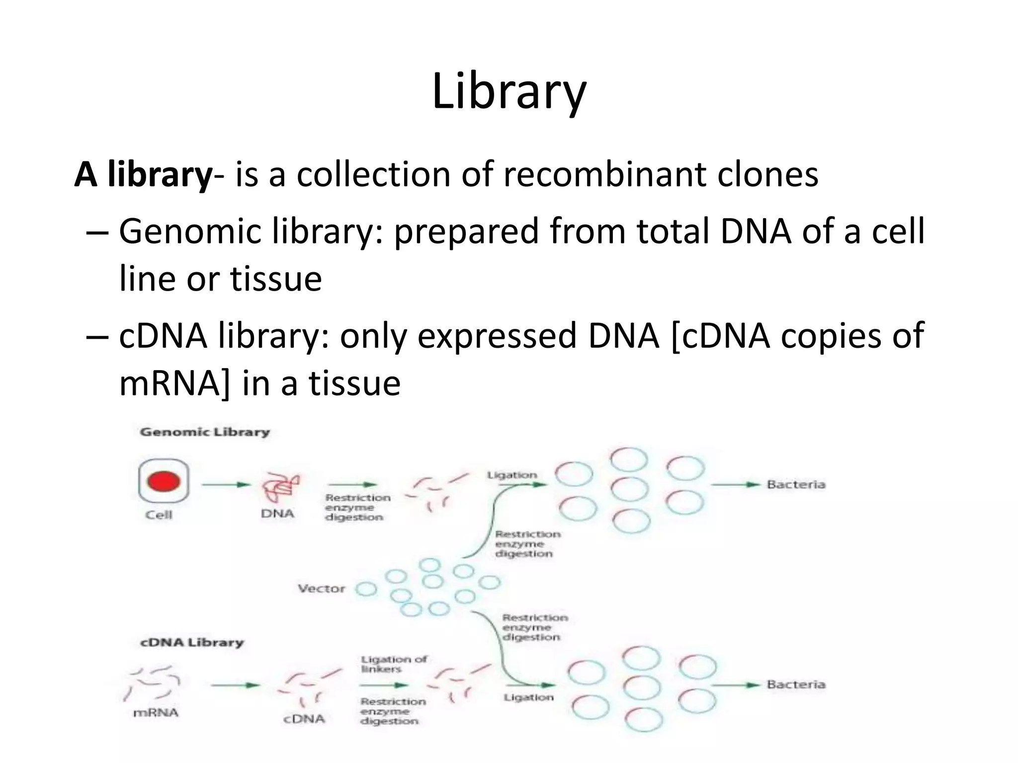 Library
A library- is a collection of recombinant clones
– Genomic library: prepared from total DNA of a cell
line or tissue
– cDNA library: only expressed DNA [cDNA copies of
mRNA] in a tissue
 