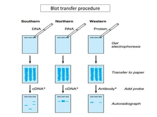 Blot transfer procedure
 