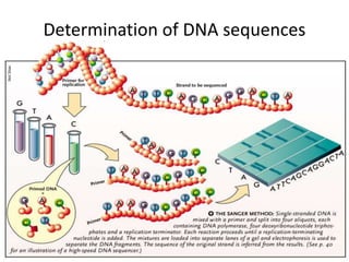 Determination of DNA sequences
 