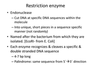 Restriction enzyme
• Endonuclease
– Cut DNA at specific DNA sequences within the
molecule
– Into unique, short pieces in a sequence specific
manner (not randomly)
• Named after the bacterium from which they are
isolated. [EcoRI- from E. Coli]
• Each enzyme recognizes & cleaves a specific &
double stranded DNA sequence
– 4-7 bp long
– Palindrome: same sequence from 5΄3΄ direction
 