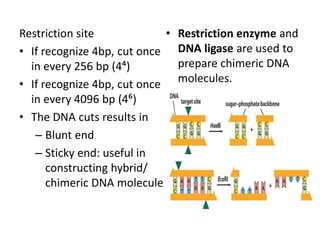 Restriction site
• If recognize 4bp, cut once
in every 256 bp (4⁴)
• If recognize 4bp, cut once
in every 4096 bp (4⁶)
• The DNA cuts results in
– Blunt end
– Sticky end: useful in
constructing hybrid/
chimeric DNA molecule
• Restriction enzyme and
DNA ligase are used to
prepare chimeric DNA
molecules.
 