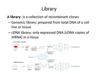 Library
A library- is a collection of recombinant clones
– Genomic library: prepared from total DNA of a cell
line or tissue
– cDNA library: only expressed DNA [cDNA copies of
mRNA] in a tissue
 
