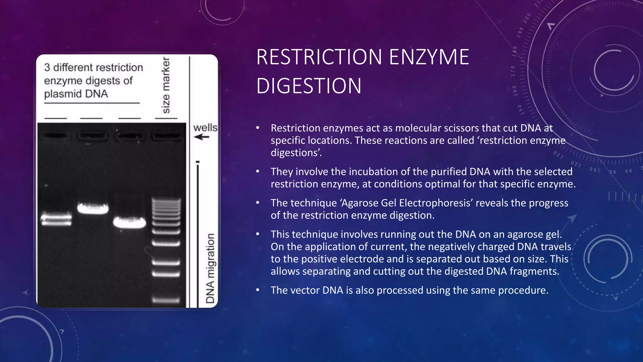 RESTRICTION ENZYME
DIGESTION
• Restriction enzymes act as molecular scissors that cut DNA at
specific locations. These reactions are called ‘restriction enzyme
digestions’.
• They involve the incubation of the purified DNA with the selected
restriction enzyme, at conditions optimal for that specific enzyme.
• The technique ‘Agarose Gel Electrophoresis’ reveals the progress
of the restriction enzyme digestion.
• This technique involves running out the DNA on an agarose gel.
On the application of current, the negatively charged DNA travels
to the positive electrode and is separated out based on size. This
allows separating and cutting out the digested DNA fragments.
• The vector DNA is also processed using the same procedure.
 