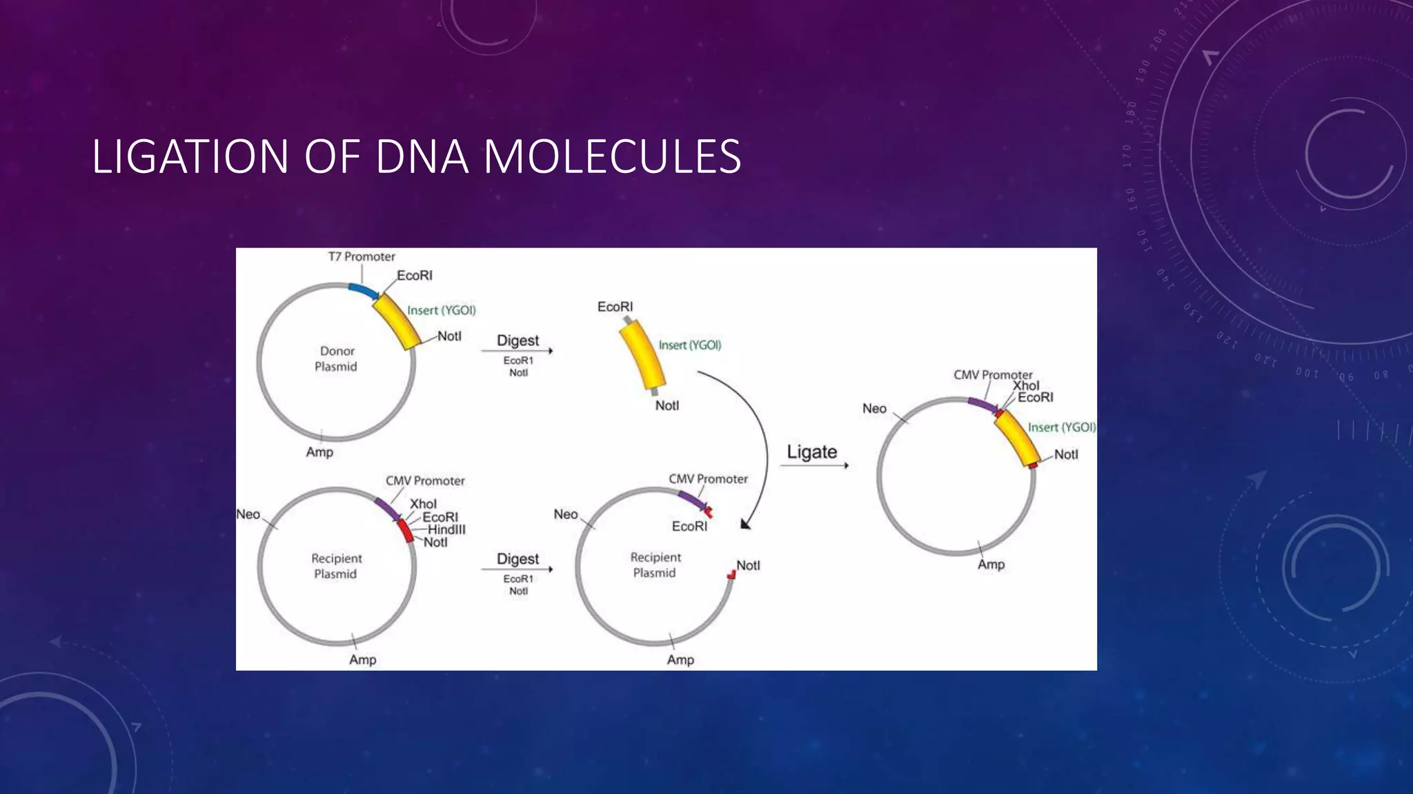LIGATION OF DNA MOLECULES
 
