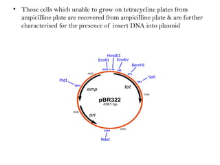 • Those cells which unable to grow on tetracycline plates from
ampicilline plate are recovered from ampicilline plate & are further
characterised for the presence of insert DNA into plasmid
 