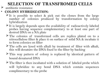 SELECTION OF TRANSFROMED CELLS
 antibiotic resistance
• COLONY HYBRIDIZATION:
It is possible to select & pick out the clones from the large
number of colonies produced by transformation by colony
hybridization
It is largely depends upon the availability of radioactively labeled
probes having sequence complementary to at least one part of
desired DNA on a NA plate
The colonies of transformed cells are replica plated on to a
nitrocellulose filter & place it on surface of solid NA & incubate it
to form colonies on filter
The cells are lysed with alkali by treatment of filter with alkali,
this will denature the DNA fixed to the filter by backing
This way pattern of colony is replaced by identical pattern of
bound denatured DNA
The filter is then incubated with a solution of labeled probe which
will hybridize to any bond DNA which contain sequences
complimentary to the probe
 