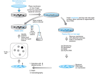 rDNA Technology_1238765467765321489.pptx