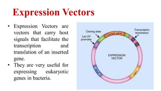 Recombinant DNA Technology & Gene Therapy | PDF
