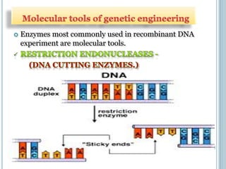  Enzymes most commonly used in recombinant DNA
experiment are molecular tools.
 