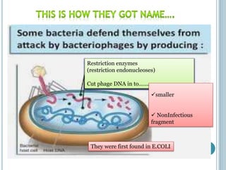 They were first found in E.COLI
Restriction enzymes
(restriction endonucleoses)
Cut phage DNA in to…….
smaller
 NonInfectious
fragment
 