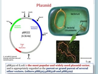 pBR322 ol E.coli is the most popular and widely used plasmid vector,
and is appropriately regarded as the parent or grand parent of several
other vectors. (others pBR325,pBR328 and pBR329)
 