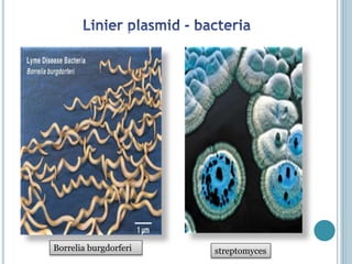 Borrelia burgdorferi streptomyces
 