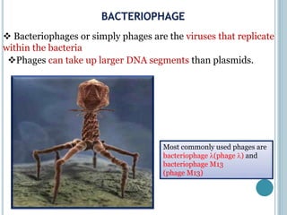  Bacteriophages or simply phages are the viruses that replicate
within the bacteria
Phages can take up larger DNA segments than plasmids.
Most commonly used phages are
bacteriophage (phage ) and
bacteriophage M13
(phage M13)
 