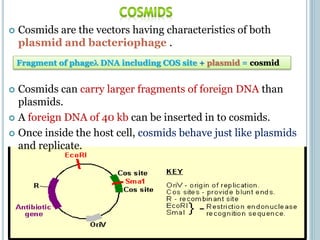 Fragment of phage DNA including COS site + plasmid = cosmid
 Cosmids are the vectors having characteristics of both
plasmid and bacteriophage .
 Cosmids can carry larger fragments of foreign DNA than
plasmids.
 A foreign DNA of 40 kb can be inserted in to cosmids.
 Once inside the host cell, cosmids behave just like plasmids
and replicate.
 
