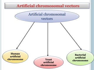 Artificial chromosomal
vectors
Human
artificial
chromosome Yeast
artificial
chromosome
Bacterial
artificial
chromosome
 
