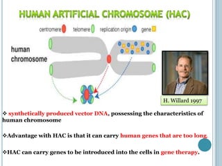  synthetically produced vector DNA, possessing the characteristics of
human chromosome
Advantage with HAC is that it can carry human genes that are too long.
HAC can carry genes to be introduced into the cells in gene therapy.
H. Willard 1997
 