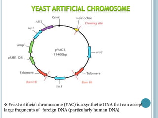  Yeast artificial chromosome (YAC) is a synthetic DNA that can accept
large fragments of foreign DNA (particularly human DNA).
 