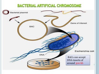 BACs can accept
DNA inserts of
around 300 kb
 