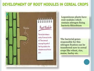 Leguminous plants have
root-nodules which
contain nitrogen fixing
bacteria Rhizobium
The bacterial genes
responsible for this
nitrogen fixation can be
transferred now to cereal
crops like wheat, rice,
maize, barley etc.
 