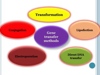 Gene
transfer
methods
Conjugation
Transformation
Lipofection
Electroporation
Direct DNA
transfer
 