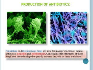 Penicillium and Streptomyces fungi are used for mass production of famous
antibiotics penicillin and streptomycin. Genetically efficient strains of these
fungi have been developed to greatly increase the yield of these antibiotics.
 