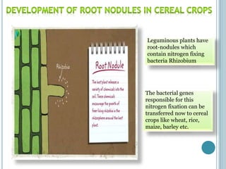 Leguminous plants have
root-nodules which
contain nitrogen fixing
bacteria Rhizobium
The bacterial genes
responsible for t...