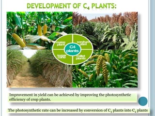 Improvement in yield can be achieved by improving the photosynthetic
efficiency of crop plants.
The photosynthetic rate ca...