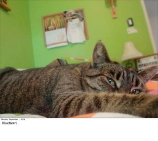 Monday, September 1, 2014 
Blueberri 
 