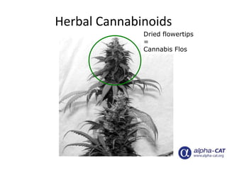Herbal Cannabinoids
Dried flowertips
=
Cannabis Flos
 