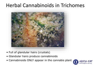 • Full of glandular hairs (crystals)
• Glandular hairs produce cannabinoids
• Cannabinoids ONLY appear in the cannabis plant
Herbal Cannabinoids in Trichomes
 