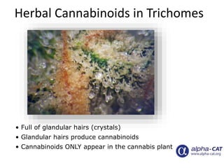 • Full of glandular hairs (crystals)
• Glandular hairs produce cannabinoids
• Cannabinoids ONLY appear in the cannabis pla...