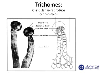 Trichomes:
Glandular hairs produce
cannabinoids
 