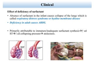 Clinical
Effect of deficiency of surfactant
• Absence of surfactant in the infant causes collapse of the lungs which is
called respiratory distress syndrome or hyaline membrane disease
• Deficiency in adult causes ARDS.
• Primarily attributable to immature/inadequate surfactant synthesis↑ ed
ST↑ ed collapsing pressure atelectasis.
 