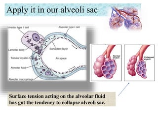 Apply it in our alveoli sac
Surface tension acting on the alveolar fluid
has got the tendency to collapse alveoli sac.
 